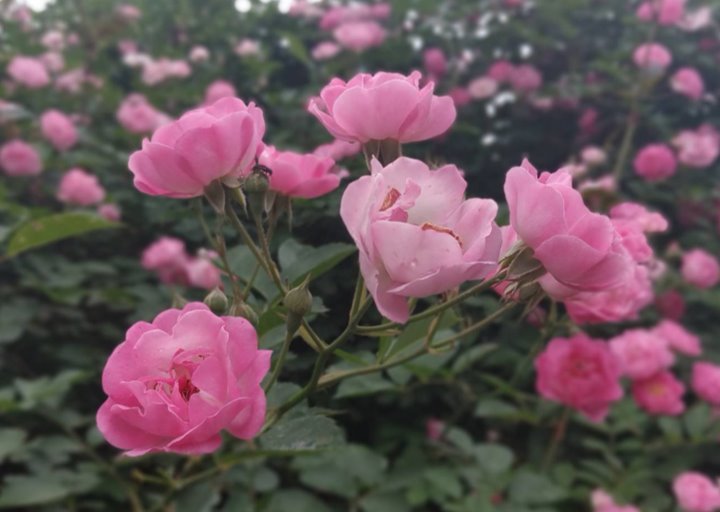 芍药花海